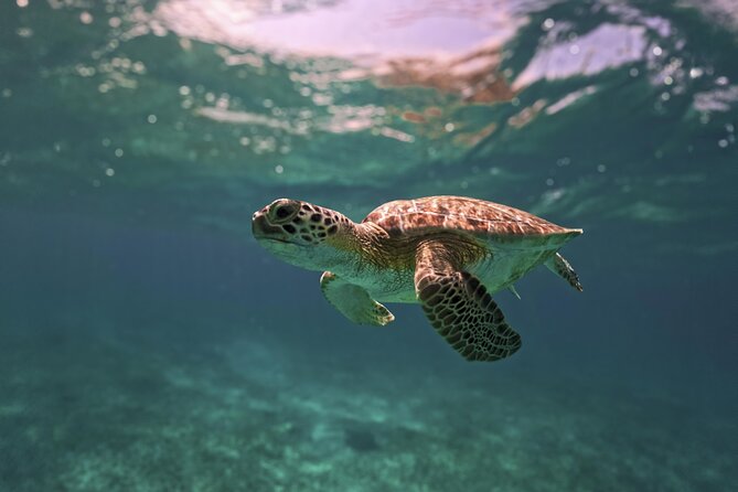 Tulum Ruins, Turtles in Akumal and Cenote tour - Akumal Turtle Bay snorkeling: where comfort matters
