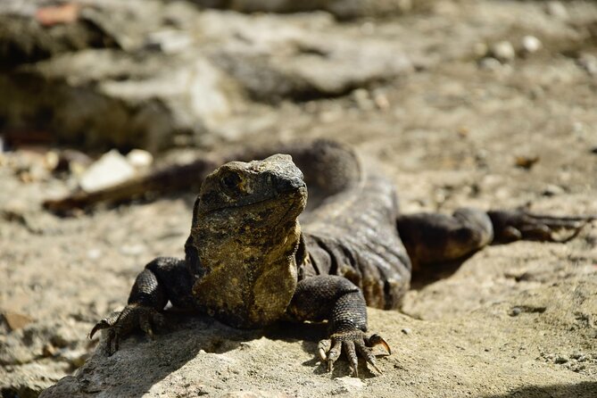 Tulum Ruins, Turtles in Akumal and Cenote tour - Guides make or break the flow of the day