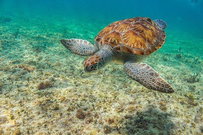 Tulum, Snorkeling with Sea Turtles, Cenote and Beachside Lunch - Punta Venado Beach Club lunch: where the day slows down