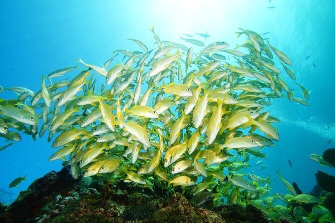 Two Dives and Class for Begginers Divers in Cancun - A beginner-focused scuba course in Cancun, built for comfort