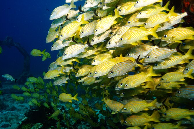 Two Dives and Class for Begginers Divers in Cancun - Time on the water, boat handling, and what to do after you come back