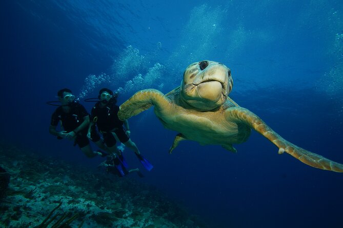 Two Dives and Class for Begginers Divers in Cancun - Which Cancun visitors should book this (and who should skip it)