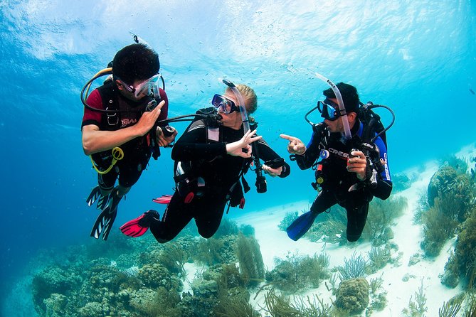Two reef discovery dives with professional instructor (no experience necessary) - Gear and Gear Comfort: What’s Included, What’s Not