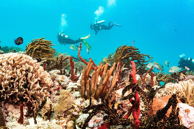 Two reef discovery dives with professional instructor (no experience necessary) - Reef Wildlife: How to Set Expectations for 12m (40 ft)