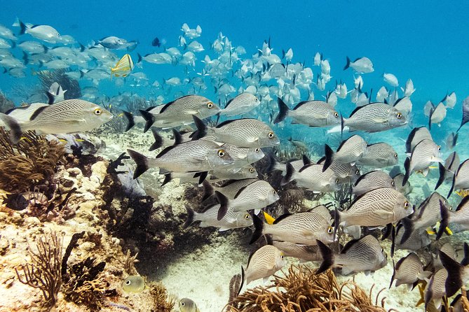 Two reef discovery dives with professional instructor (no experience necessary) - Timing, Meeting Point, and How to Get There Without Stress
