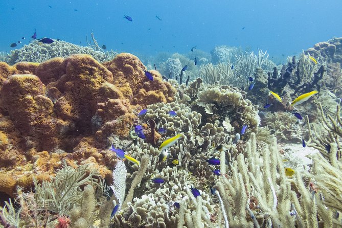 Two reef discovery dives with professional instructor (no experience necessary) - Price and Value: Is $150 Fair for Two Reef Sessions?