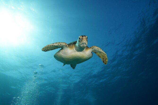 Two Reefs For Certified Divers in Cancun - Second Reef Choice: Grampin or The Tunnel’s Caves and Passageways