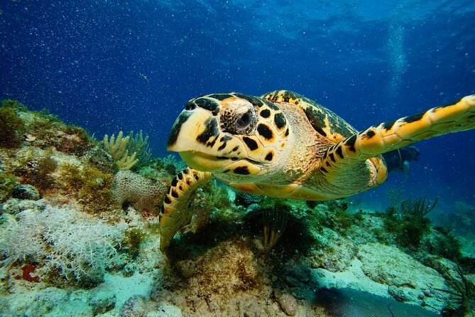 Two Reefs For Certified Divers in Cancun - Guides, Boat Crew, and the Small-Group Advantage