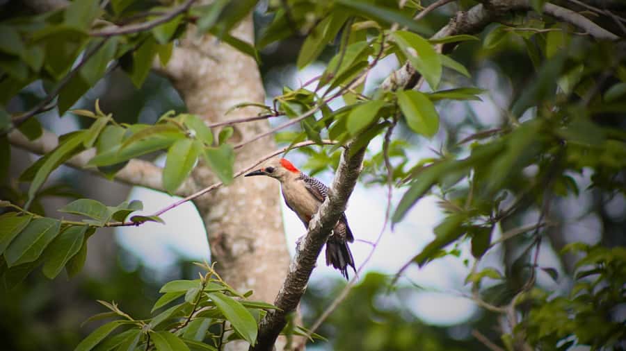 Valladolid: Chichen Itza + 2 Cenotes with Shared Transportation - Timings That Keep the Day Feeling Under Control