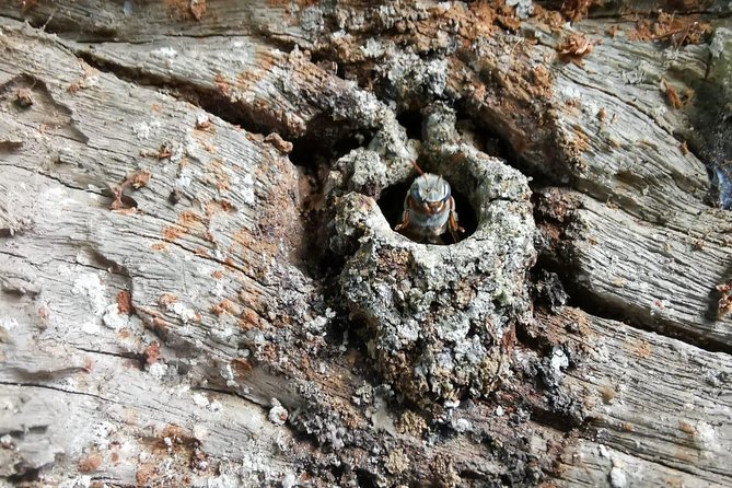 Valladolid Mayan Bees Tour with Lunch or breakfast and Honey Tasting - Key Things To Know Before You Go