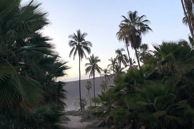 Visit Todos Santos Magic Town - Tequila Town tasting: a short session with a real payoff