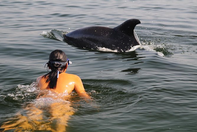 Watch and Swim with Dolphins in the Wild - Key points at a glance