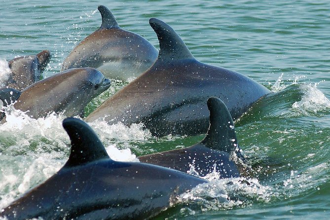 Watch and Swim with Dolphins in the Wild - Getting to Marina Vallarta and out to the Bay