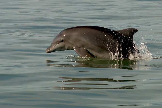 Watch and Swim with Dolphins in the Wild - Bonus wildlife moments, including whales