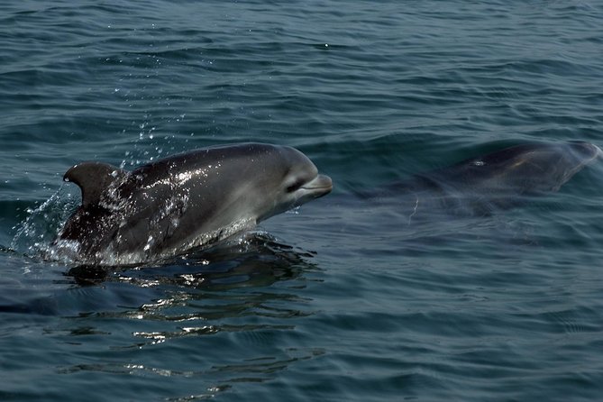 Watch and Swim with Dolphins in the Wild - Who should book this, and who should skip it