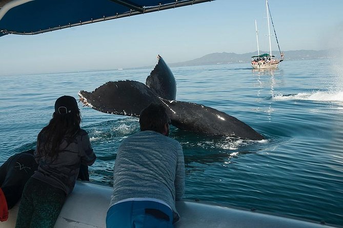 Whale and Dolphin Watching with a Biologist in Puerto Vallarta - Opequimar and the land briefing that sets expectations fast