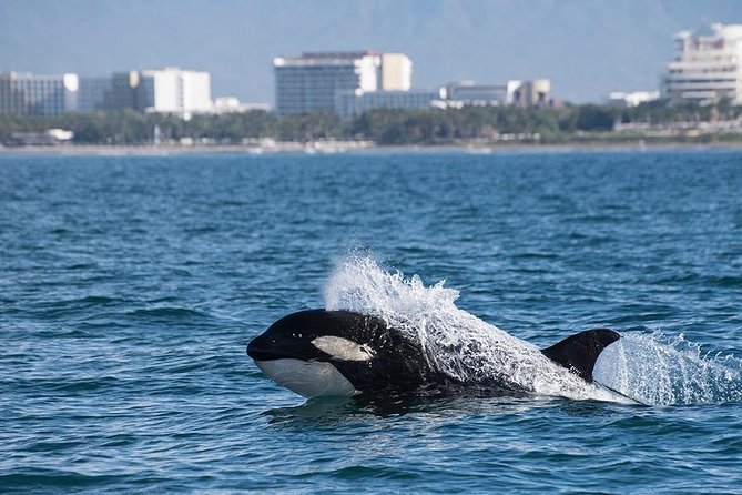 Whale and Dolphin Watching with a Biologist in Puerto Vallarta - Listening to whales, not just watching them