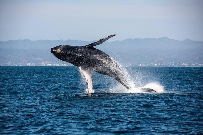 Whale and Dolphin Watching with a Biologist in Puerto Vallarta - Dolphins, turtles, and mantas: the bonus layer that makes the day feel full