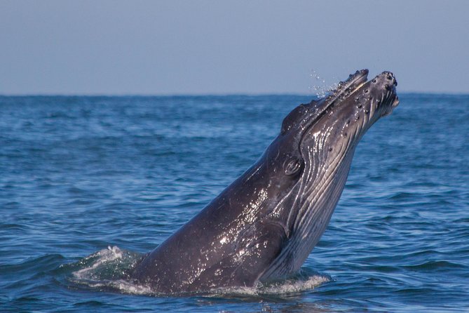 Whale Encounter Puerto Vallarta - Where The Whale Encounter Starts in Marina Vallarta