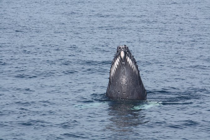 Whale Encounter Puerto Vallarta - What You Learn on Board, From Male Competition to Calf Care