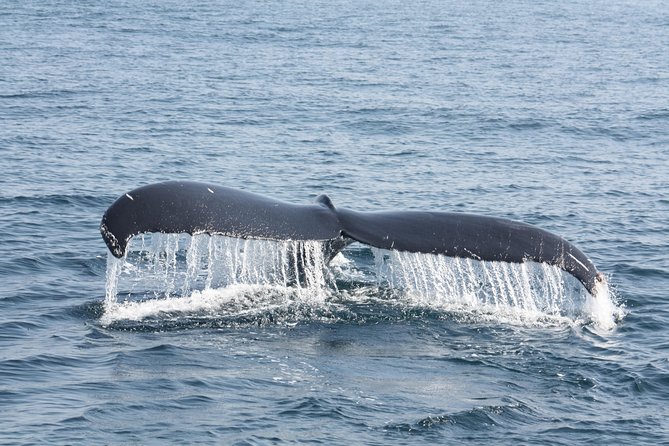 Whale Encounter Puerto Vallarta - Safety Gear, Snacks, and Why the Boat Does Not Serve Alcohol
