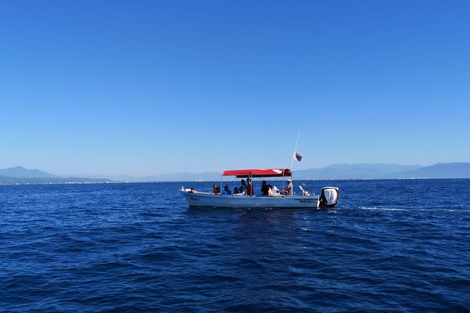 Whale Encounter Puerto Vallarta - Price and Value, How $99 Holds Up