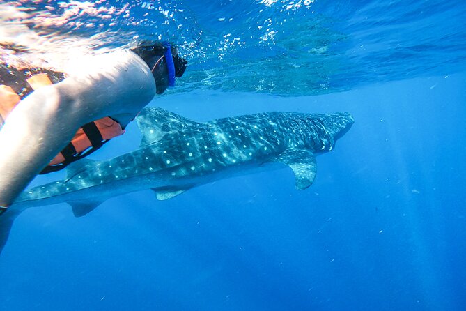Whale Shark Adventure in Isla Mujeres and Cancun - The Real Deal: What This Whale Shark Tour Feels Like