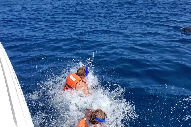 Whale Shark Adventure in Isla Mujeres and Cancun - The Whale Shark Encounter: How the Swims Work (and Why It’s Not Guaranteed)