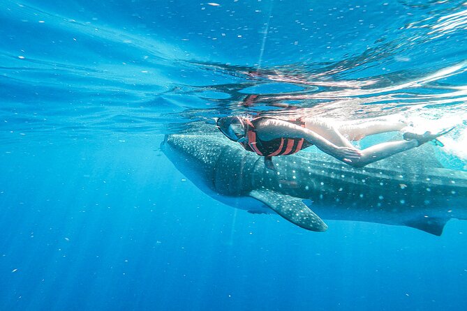Whale Shark Adventure in Isla Mujeres and Cancun - Snorkeling Rules That Protect the Animals (and You)