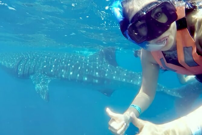 Whale Shark Adventure in Isla Mujeres and Cancun - Wildlife Beyond Whale Sharks: Dolphins, Manta Rays, and More