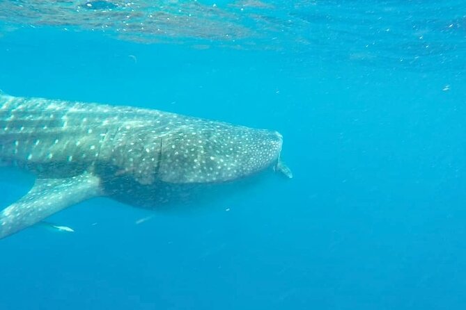 Whale Shark Adventure in Isla Mujeres and Cancun - What’s Included: Gear, Food, and That Ceviche Stop