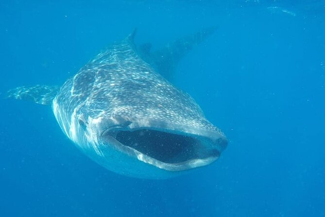 Whale Shark Adventure in Isla Mujeres and Cancun - Meeting at Black Pearl Dock, and How Pickup Changes Your Morning