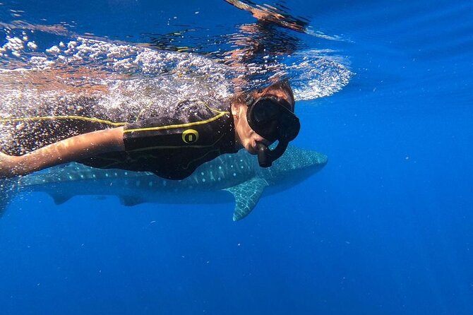 Whale Shark Encounter Full-Day all inclusive Tour from Riviera Maya - Food, Drinks, and What Is Really Included in the Price