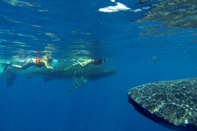Whale Shark Encounter Full-Day all inclusive Tour from Riviera Maya - Seasickness, Sunscreen Rules, and Packing for a Long Hot Morning