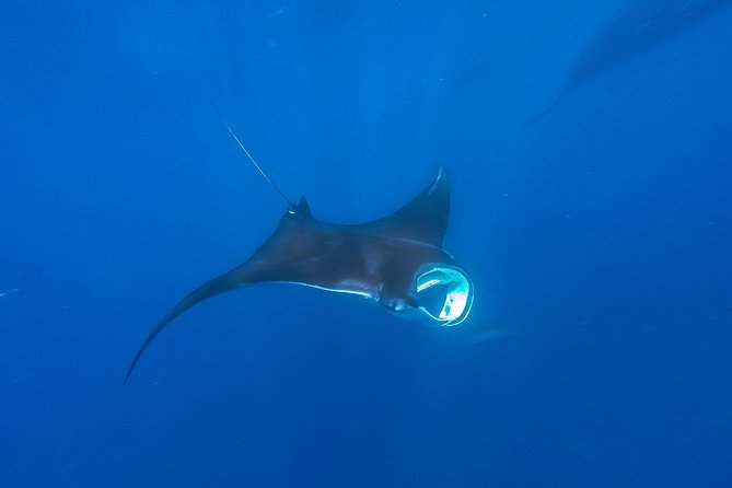 Whale Shark Encounter Full-Day all inclusive Tour from Riviera Maya - Group Size, Logistics, and Your Expectations for a Busy Water Area