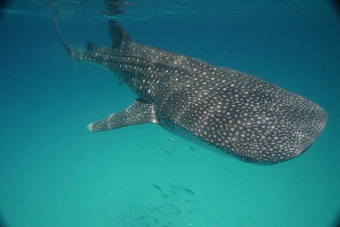 Whale Shark Encounter Full-Day all inclusive Tour from Riviera Maya - Who Should Book This Tour, and Who Might Want Another Option