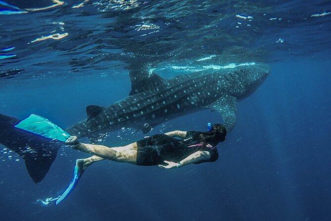 Whale Shark Encounter Full-Day all inclusive Tour from Riviera Maya - Isla Mujeres Break: Snorkel, Lunch, and Playa Norte Views
