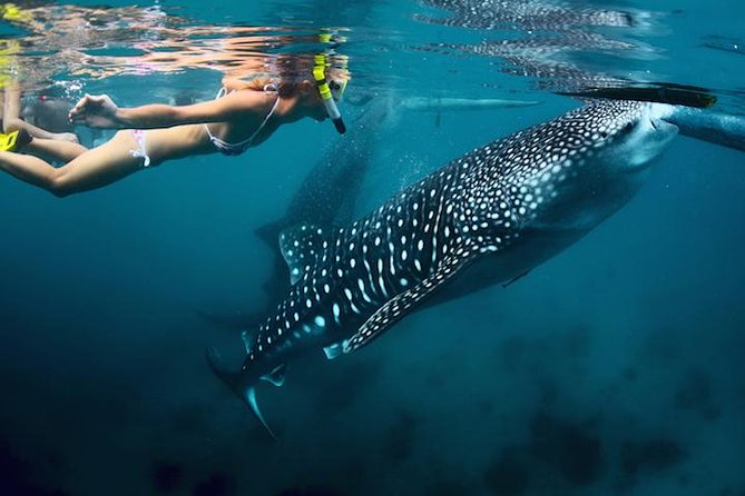 Whale-Shark Snorkeling Excursion to La Paz - Key highlights worth planning around
