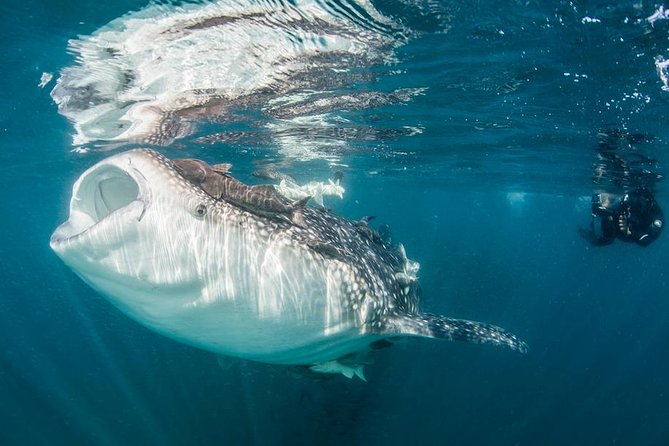 Whale-Shark Snorkeling Excursion to La Paz - Whale sharks off La Paz: the part you are actually paying for