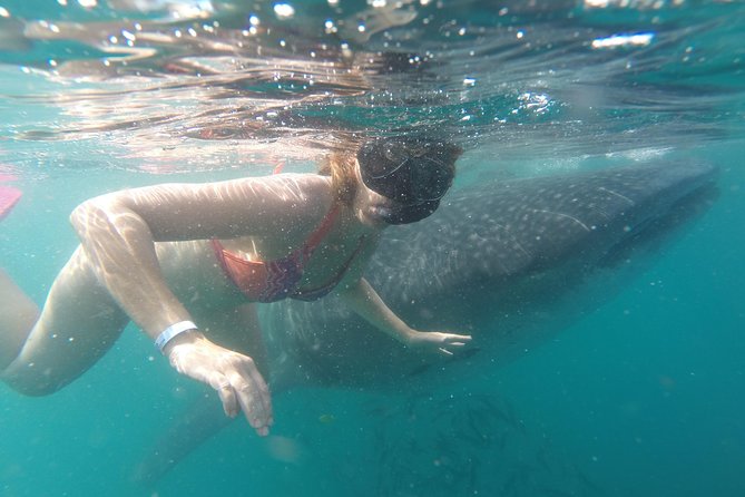 Whale-Shark Snorkeling Excursion to La Paz - Snorkeling with whale sharks: what you should expect in the water