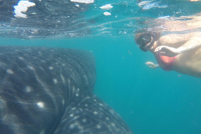Whale-Shark Snorkeling Excursion to La Paz - Marine biologist guide: the education that actually improves your swim