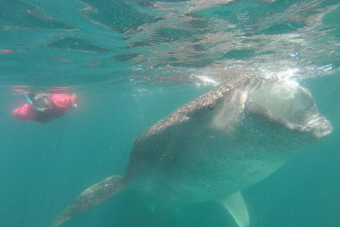 Whale-Shark Snorkeling Excursion to La Paz - Lunch, snacks, and Todos Santos on the way back to Cabo