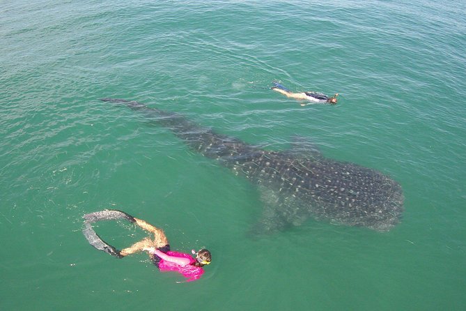 Whale-Shark Snorkeling Excursion to La Paz - Price and value: is $349 a fair deal for this kind of day?