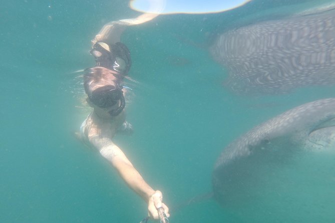 Whale-Shark Snorkeling Excursion to La Paz - Who this tour is best for, and who should choose differently