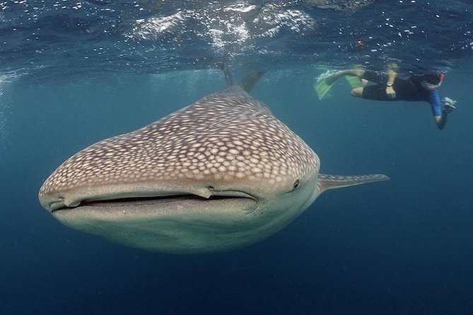 Whale-Shark Snorkeling Excursion to La Paz - The boat day in La Paz: what the three hours are for
