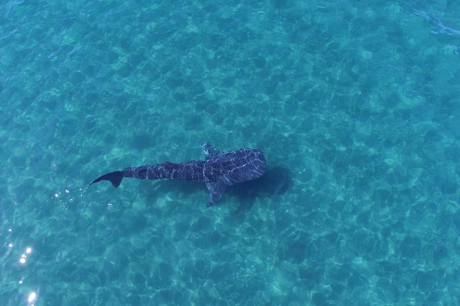 Whale Shark snorkeling tour in a reduced group with local marine biologist - What You’re Really Getting for $190.77 in La Paz