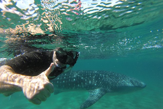 Whale Shark snorkeling tour in a reduced group with local marine biologist - What Whale Shark Watching Actually Looks Like