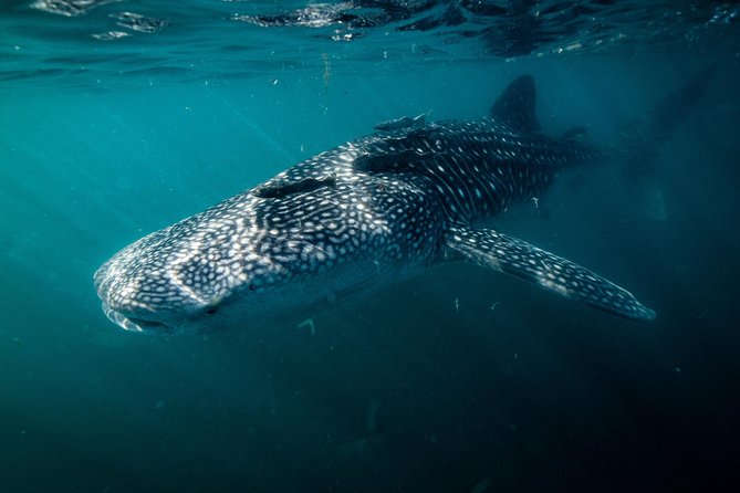 Whale Shark snorkeling tour in a reduced group with local marine biologist - The Gear Setup: Included Wetsuits, Fins, and Why It Matters