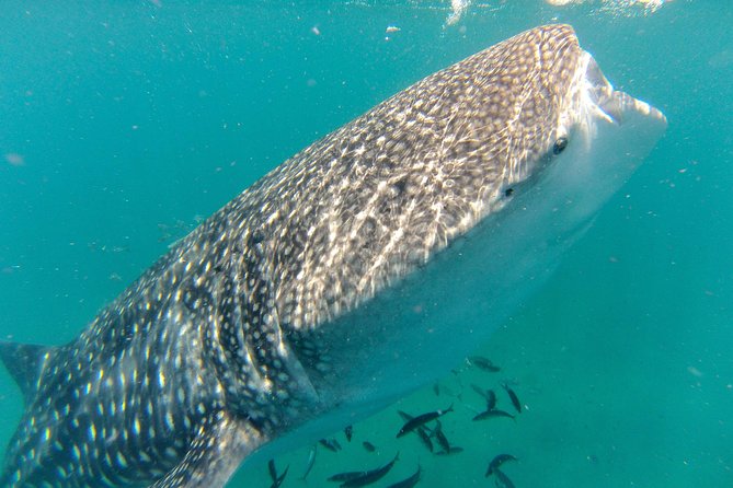 Whale Shark Swim Adventure in La Paz - Key things that make this tour worth your attention