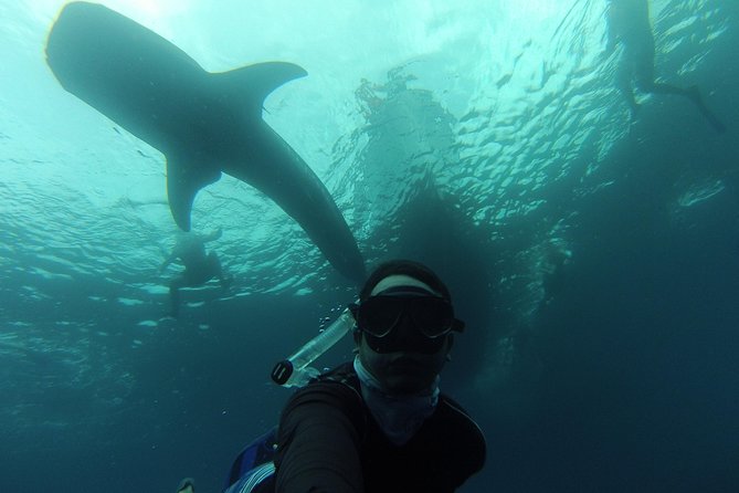 Whale Shark Swim Adventure in La Paz - Swimming With Whale Sharks: what the experience is really like